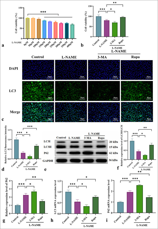 Mitochondrial autophagy inhibits nucleotide-binding oligomerization domain-like receptor protein 3-mediated pyroptosis and alleviates endothelial cell injury in pregnancy-induced hypertension.
