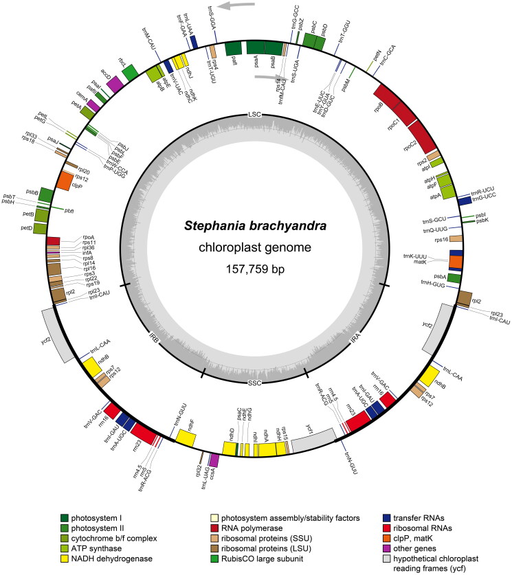 The complete chloroplast genome sequence of the medicinal plant <i>Stephania brachyandra</i> Diels 1910 (Menispermaceae, Ranunculales) and phylogenetic analysis.