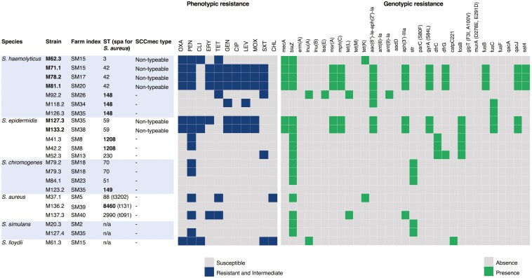 Prevalence and antimicrobial resistance of methicillin-resistant and methicillin-susceptible <i>Staphylococcus</i> in small- to medium-scale and large-scale dairy farms in Thailand.