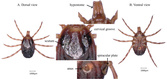 The complete mitogenome of Hyalomma anatolicum: novel insights into the phylogenetics of Hyalomma.
