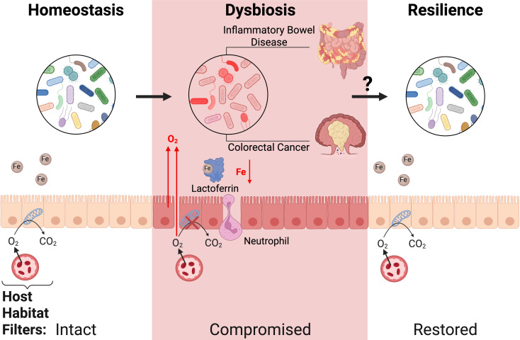 Commensal resilience: ancient ecological lessons for the modern microbiota.