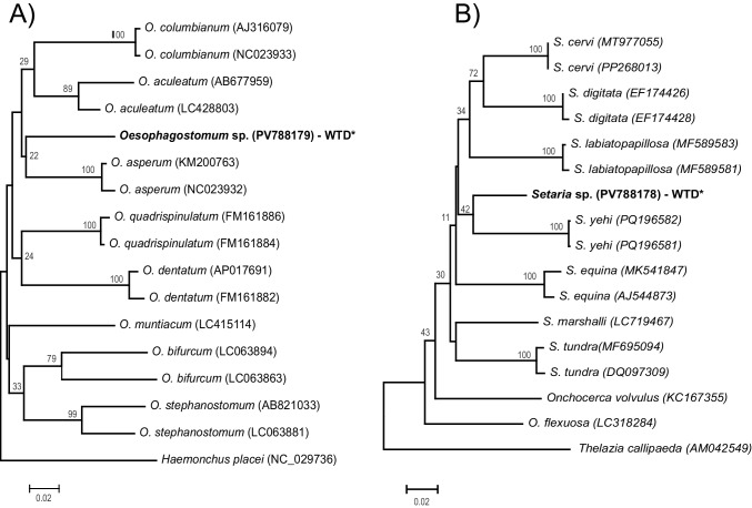 Study of parasitic fauna of three species of deer occurring in southeastern Mexico.