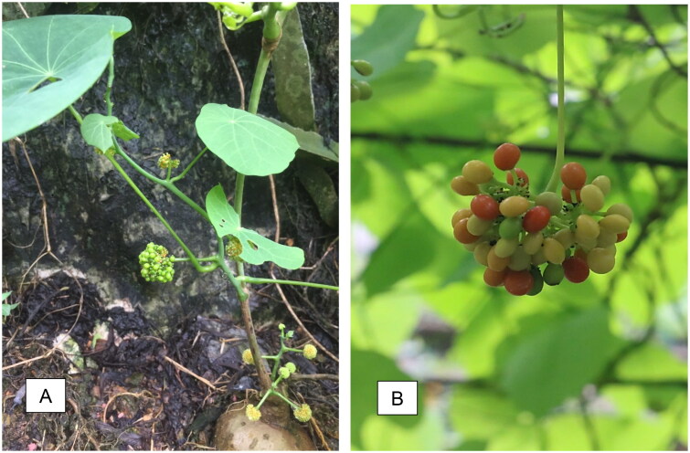 The complete chloroplast genome sequence of the medicinal plant <i>Stephania brachyandra</i> Diels 1910 (Menispermaceae, Ranunculales) and phylogenetic analysis.