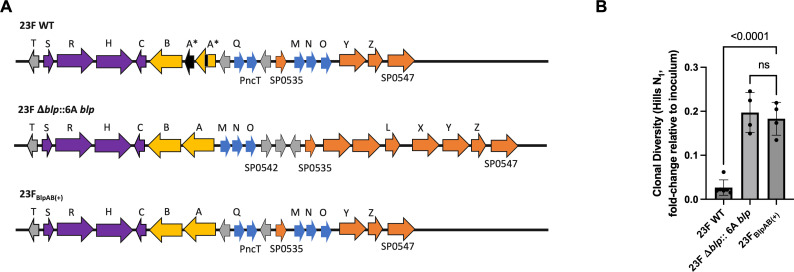 Colonization dynamics of <i>Streptococcus pneumoniae</i> are determined by polymorphisms in the BlpAB transporter.