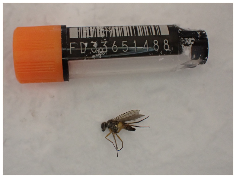 The genome sequence of a long-legged fly, <i>Argyra leucocephala</i> (Meigen, 1824).