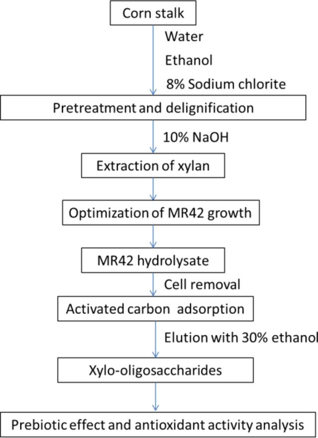Harnessing the power of Bacillus subtilis MR42: direct production of defined xylooligosaccharides (XOS) from corn stalks with enhanced prebiotic properties.
