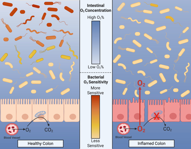 Commensal resilience: ancient ecological lessons for the modern microbiota.