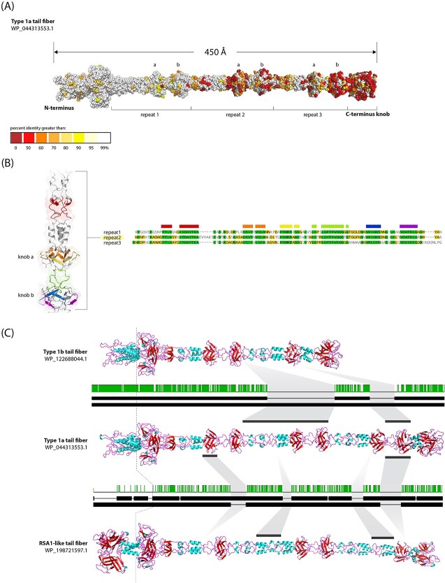 Tailocin tail fiber diversity correlates with rfbD variation in the <i>Pseudomonas syringae</i> species complex.