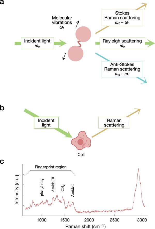 Live-cell omics with Raman spectroscopy.