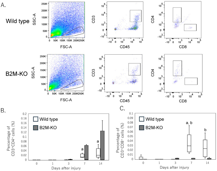 β2-Microglobulin Regulates Extracellular Matrix Dynamics During Peripheral Nerve Injury.