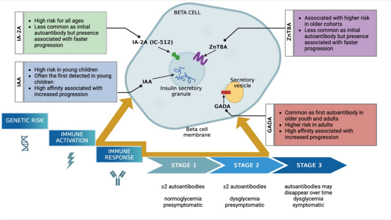 From Prediction to Prevention: The Intricacies of Islet Autoantibodies in Type 1 Diabetes.