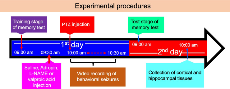 Adropin ameliorates behavioral seizures and the relevant neuroinflammation, oxidative stress, and neural damage in a rat model of pentylenetetrazole-induced seizure potentially by reducing the activation of NF-κB/IkB-α signaling pathway.