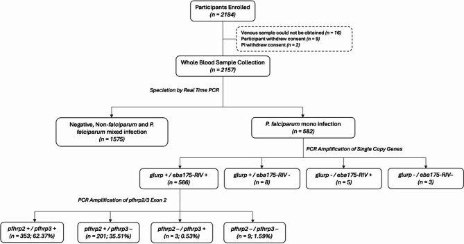 Cryptic absence and genetic variation of Plasmodium falciparum PfHRP2 and PfHRP3 from isolates in Papua, Indonesia.