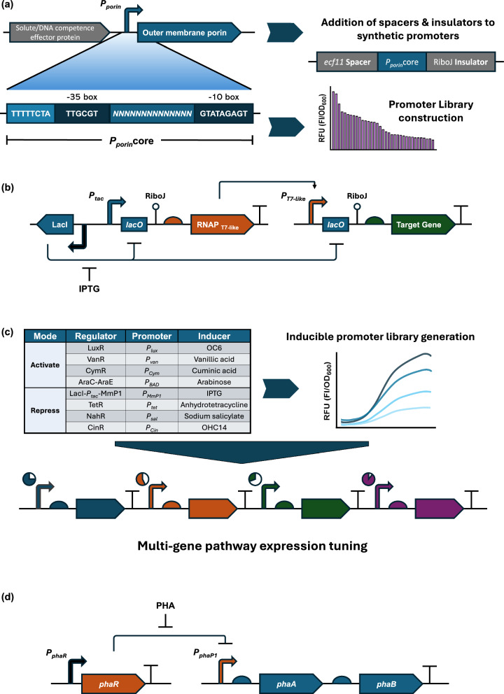 Establishing Halomonas as a chassis for industrial biotechnology: advances in synthetic biology tool development and metabolic engineering strategies.