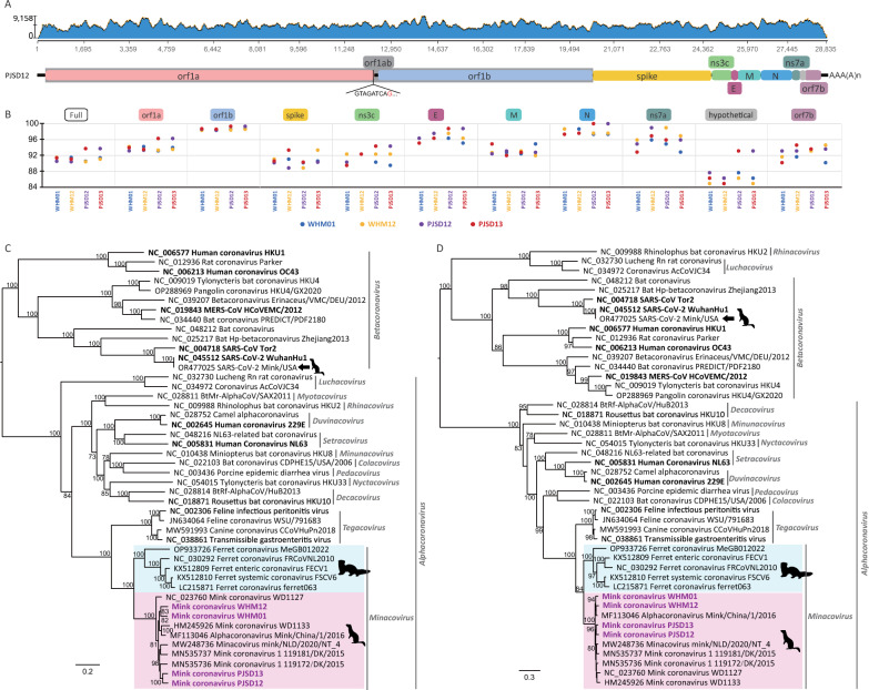 Enteric viromes of healthy farmed mink (Neovison vison) from Shandong and Liaoning provinces, China.