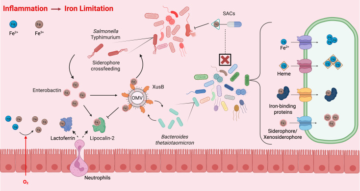 Commensal resilience: ancient ecological lessons for the modern microbiota.