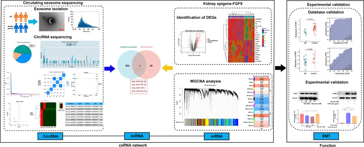 Circulating exosome-circRNAs mediated downregulation of FGF9 through ceRNA mechanism aggravates renal fibrosis in diabetic nephropathy.