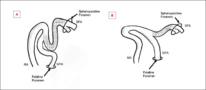 Anatomical basis of the elongated nasoseptal flap.