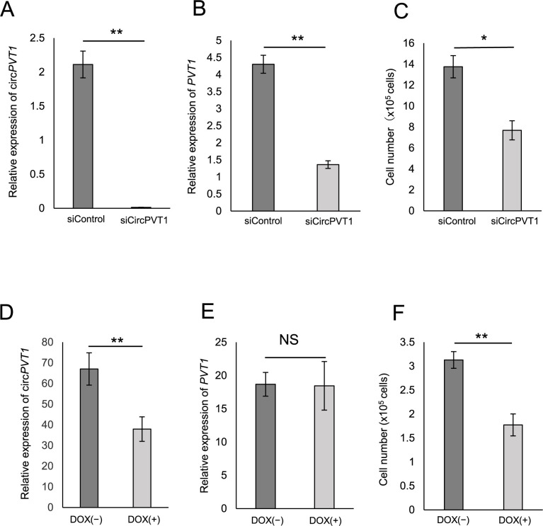 Impact of circ<i>PVT1</i> Expression on Prostate Cancer Malignancy and Tumor Growth.