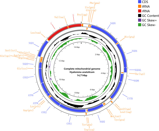 The complete mitogenome of Hyalomma anatolicum: novel insights into the phylogenetics of Hyalomma.