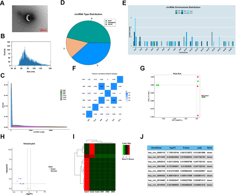 Circulating exosome-circRNAs mediated downregulation of FGF9 through ceRNA mechanism aggravates renal fibrosis in diabetic nephropathy.