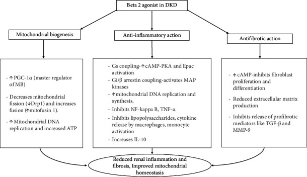 β<sub>2</sub>-Adrenergic Receptor Agonists in Diabetic Kidney Disease: Exploring a New Frontier.