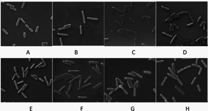 Phosphoproteomics analysis of acid stress response of Alicyclobacillus acidoterrestris in response to acid stress.