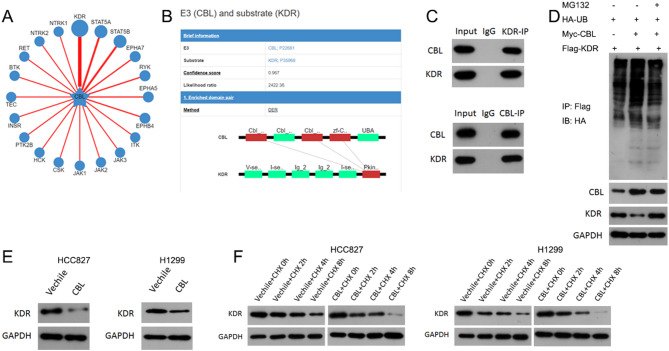E3 ubiquitin-protein ligase CBL inhibits non-small cell lung cancer progression via ubiquitination and degradation of KDR.