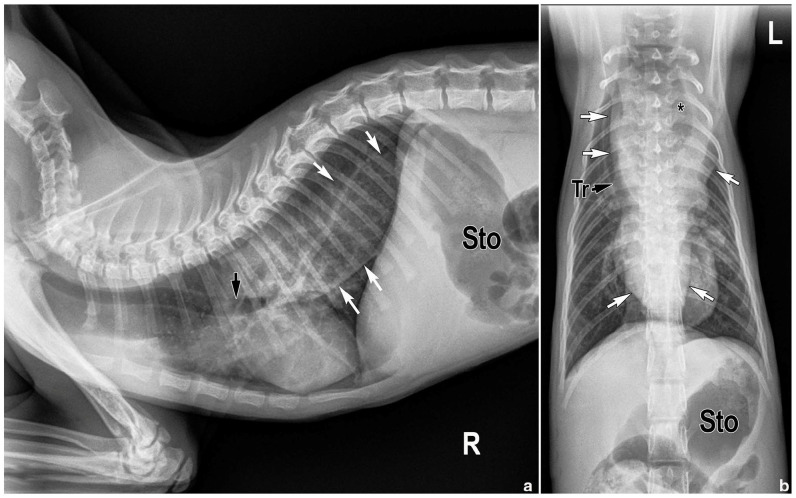 Lower esophageal sphincter achalasia-like syndrome causing megaesophagus in a cat.