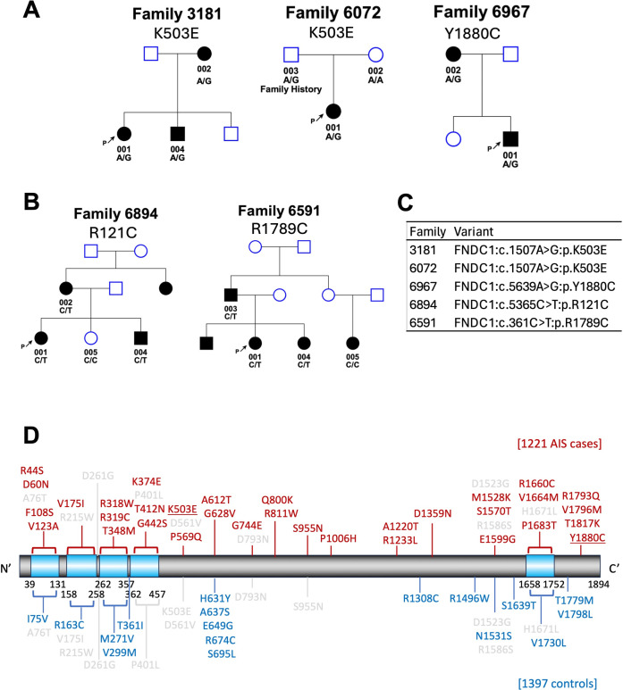 Rare missense variants in <i>FNDC1</i> are associated with severe adolescent idiopathic scoliosis.