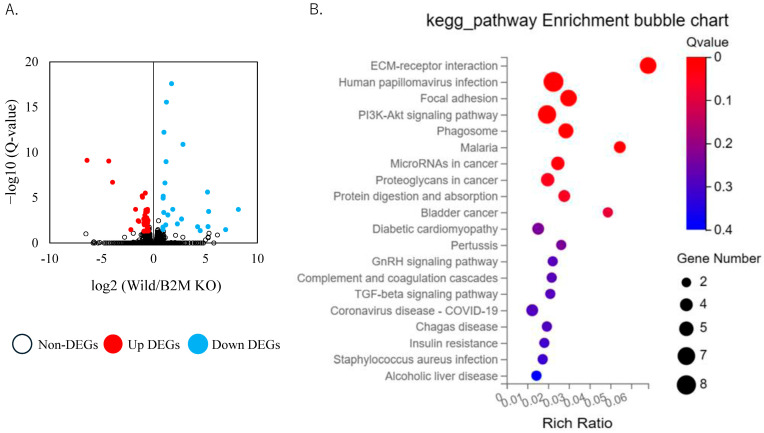 β2-Microglobulin Regulates Extracellular Matrix Dynamics During Peripheral Nerve Injury.
