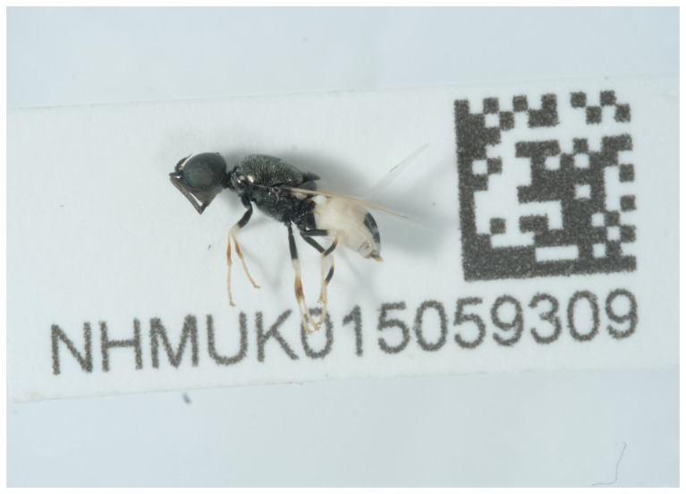 The genome sequence of a soldier fly, <i>Nemotelus pantherinus</i> (Linnaeus, 1758).