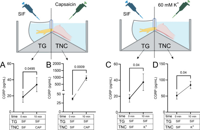 Ex vivo stimulation of the trigeminal nucleus caudalis induces peripheral CGRP release in the trigeminal ganglion and reveals a distinct dopamine-endocannabinoid mechanism relevant to migraine.