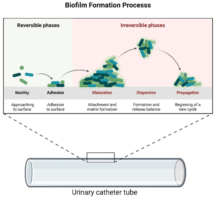 A Comprehensive Review of Progress in Preventing Urinary Infections Associated with the Use of Urinary Catheters: A Dual Analysis of Publications and Patents.