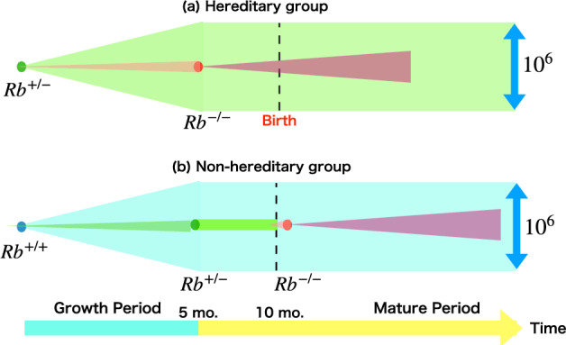 Theoretical Study of Retinoblastoma in the Hereditary and Non-hereditary Processes Including the Cancer Growth.