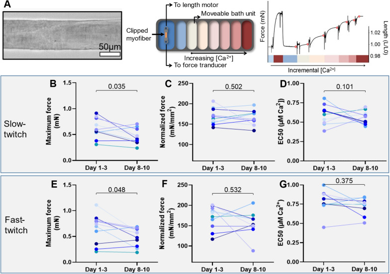 In vitro and in vivo muscle mass and strength during the first week of critical illness.