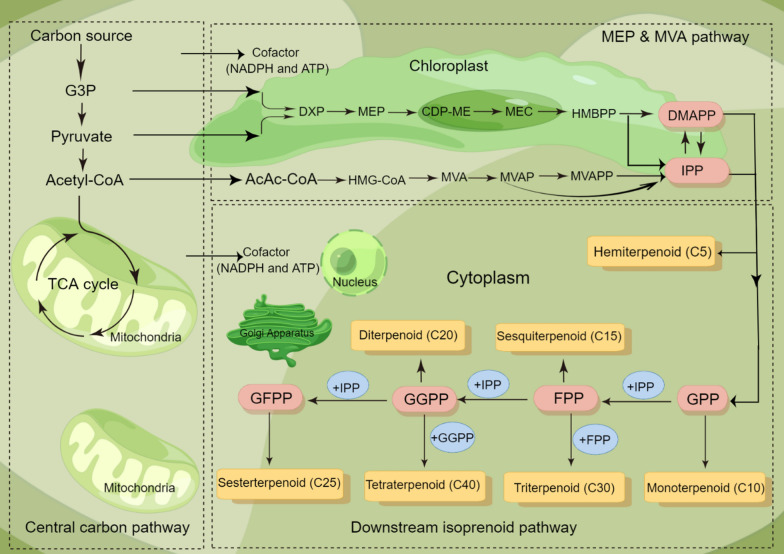 Progress and prospects in metabolic engineering approaches for isoprenoid biosynthesis in microalgae