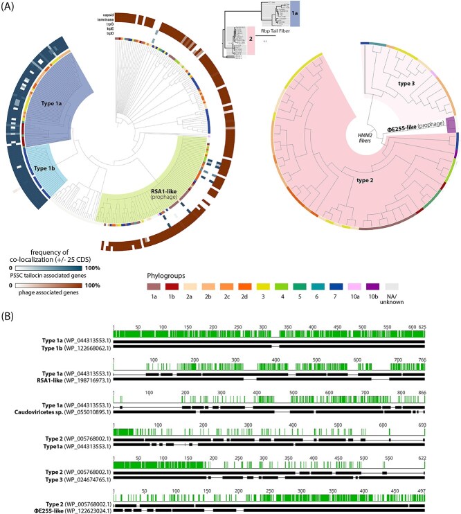 Tailocin tail fiber diversity correlates with rfbD variation in the <i>Pseudomonas syringae</i> species complex.