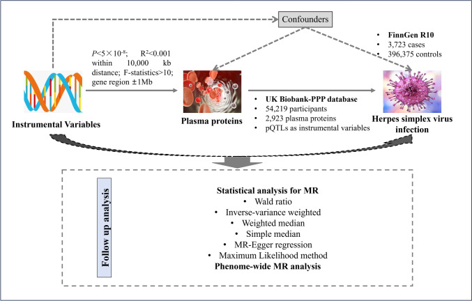 Plasma proteins and herpes simplex virus infection: a proteome-wide Mendelian randomization study.