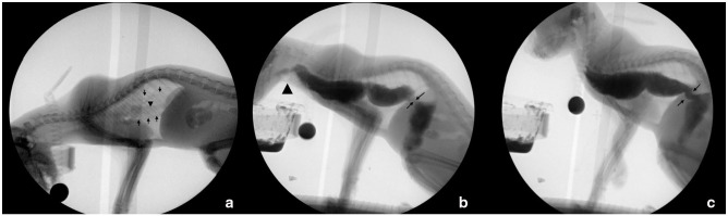 Lower esophageal sphincter achalasia-like syndrome causing megaesophagus in a cat.