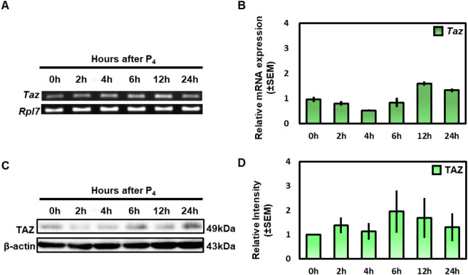 Regulation of Transcriptional Coactivator with PDZ-Binding Motif (TAZ) Expression by Estrogen in the Mouse Uterine Endometrium.