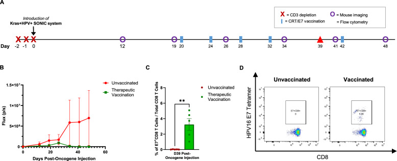 Generation of a spontaneous murine HPV + oral cancer model with site-specific oncogene insertion using CRISPR-SONIC.