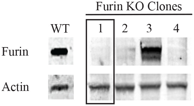 Intracellular trafficking of furin enhances cellular intoxication by recombinant immunotoxins based on Pseudomonas exotoxin A.