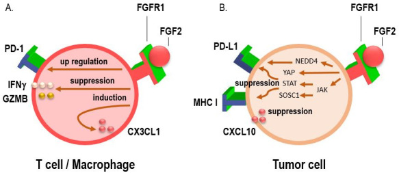 Future perspectives: targeting fibroblast growth factor receptor 1 to enhance the efficacy of immunotherapy.