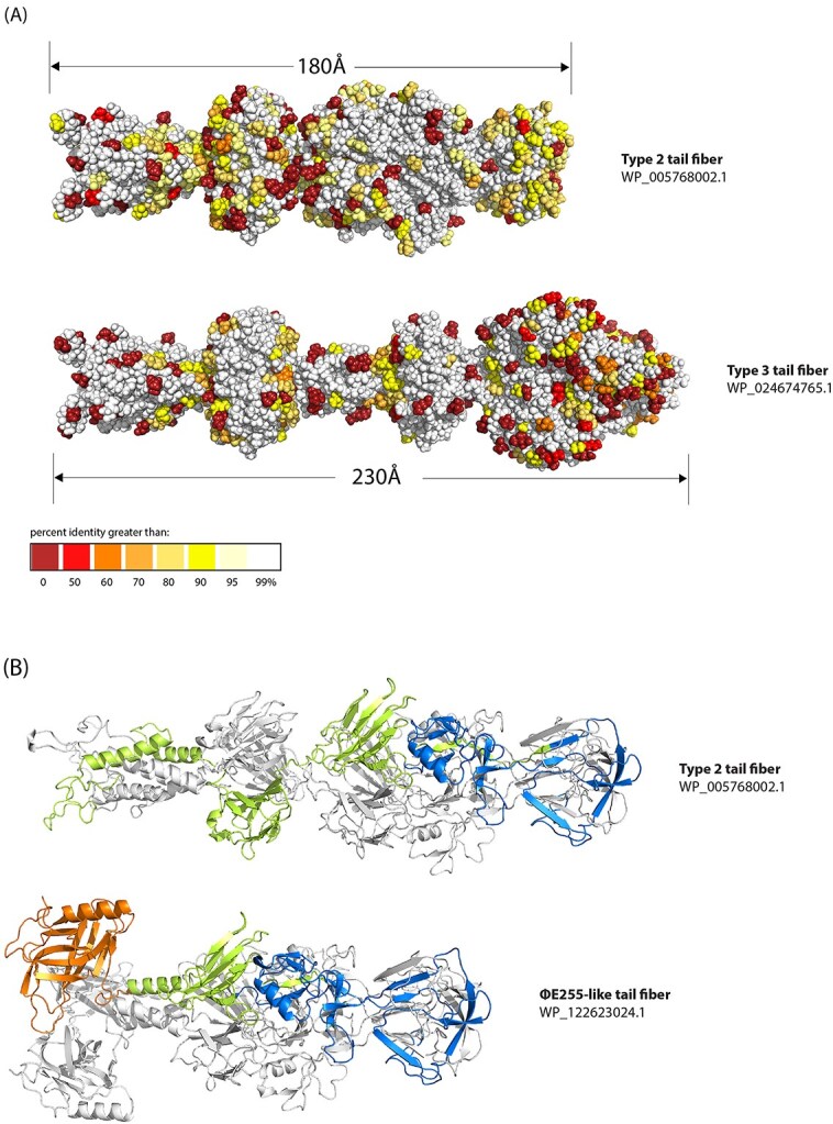 Tailocin tail fiber diversity correlates with rfbD variation in the <i>Pseudomonas syringae</i> species complex.