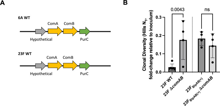 Colonization dynamics of <i>Streptococcus pneumoniae</i> are determined by polymorphisms in the BlpAB transporter.
