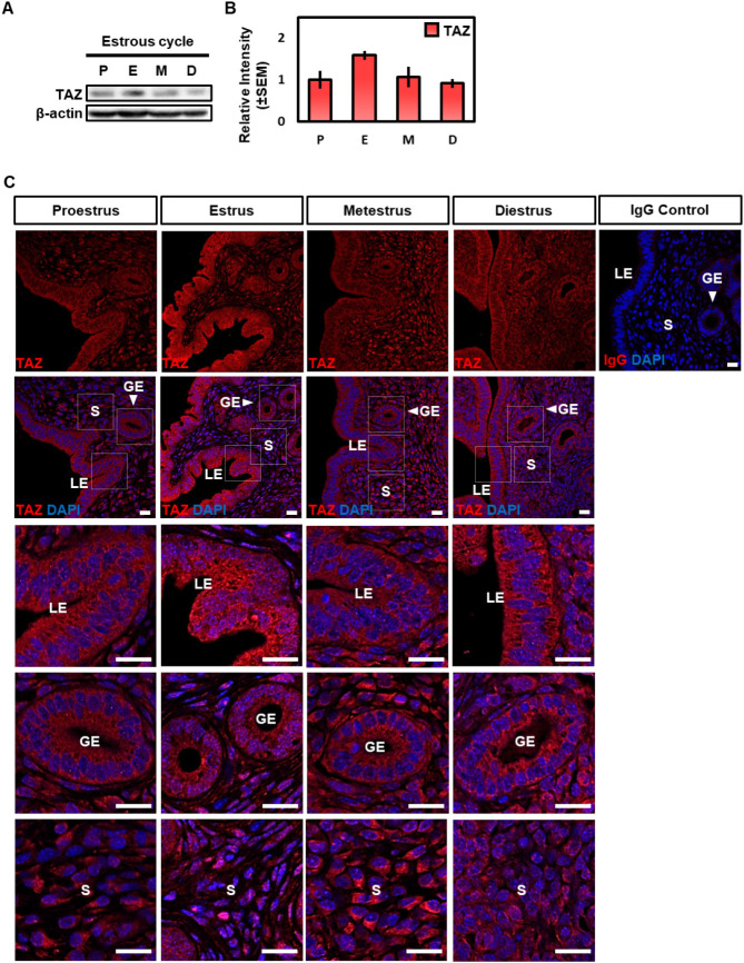Regulation of Transcriptional Coactivator with PDZ-Binding Motif (TAZ) Expression by Estrogen in the Mouse Uterine Endometrium.