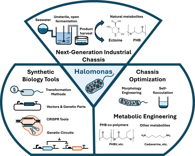 Establishing Halomonas as a chassis for industrial biotechnology: advances in synthetic biology tool development and metabolic engineering strategies.