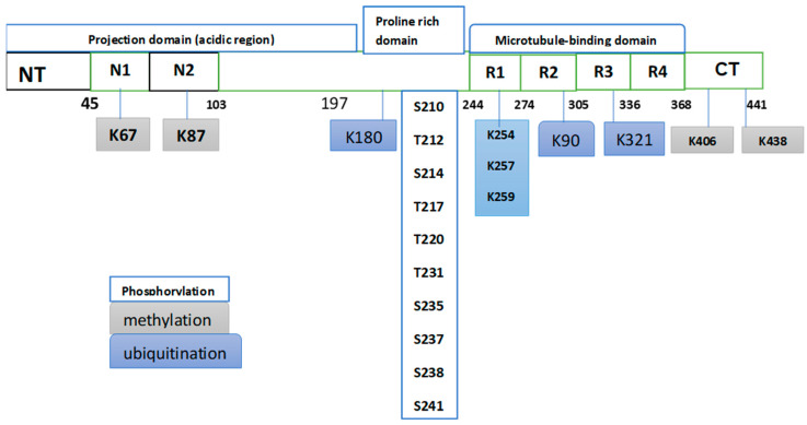 Isoforms of Phosphorylated Tau as Potential Biomarkers for Alzheimer's Disease: The Contribution of Mass Spectrometry-Based Proteomics.