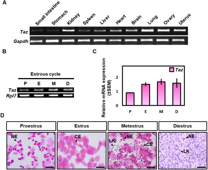 Regulation of Transcriptional Coactivator with PDZ-Binding Motif (TAZ) Expression by Estrogen in the Mouse Uterine Endometrium.